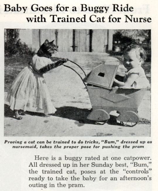  August 1938: Baby goes for a buggy ride with trained cat for nurse, pic via retronaut 