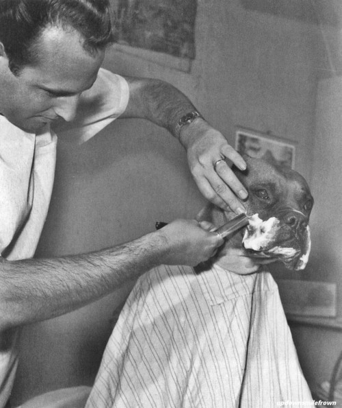 picture via http://updownsmilefrown.tumblr.com Fritz, a television celebrity bulldog, is shaved by a Californian barber. April, 1961