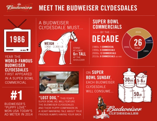 Infographic via Anheuser-Busch The Budweiser Clydesdales